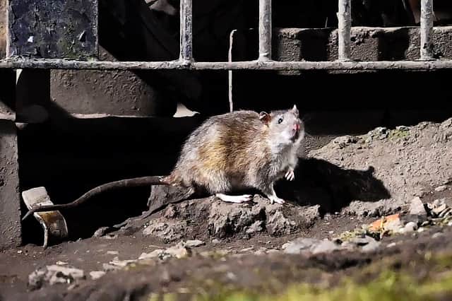 A rat spotted at Charles Street High Rise flats in Glasgow
