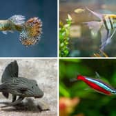 Four of the most popular breeds of tropical fish.