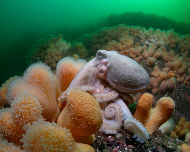 Curled octopus (Eledone cirrhosa) with soft coral by Simon Temple