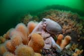 Curled octopus (Eledone cirrhosa) with soft coral by Simon Temple