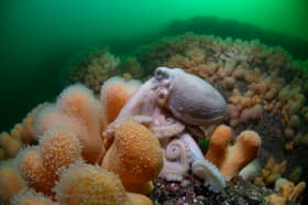 Curled octopus (Eledone cirrhosa) with soft coral by Simon Temple