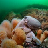 Curled octopus (Eledone cirrhosa) with soft coral by Simon Temple