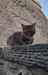 Hugo relaxes in one of his favourite spots in Edinburgh's West End. Soon, there will a statue to forever remember him in the neighbourhood where he made many friends. PIC: Contributed.