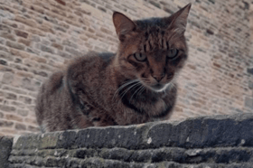 Hugo relaxes in one of his favourite spots in Edinburgh's West End. Soon, there will a statue to forever remember him in the neighbourhood where he made many friends. PIC: Contributed.