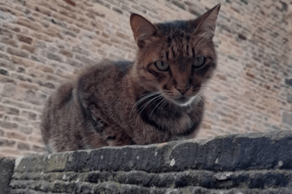 Hugo relaxes in one of his favourite spots in Edinburgh's West End. Soon, there will a statue to forever remember him in the neighbourhood where he made many friends. PIC: Contributed.