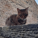 Hugo relaxes in one of his favourite spots in Edinburgh's West End. Soon, there will a statue to forever remember him in the neighbourhood where he made many friends. PIC: Contributed.
