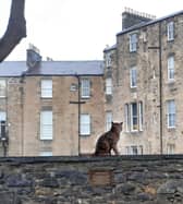 The proposed life-sized statue of Hugo the cat would be put up at a spot where he used to sit and survey his territory 