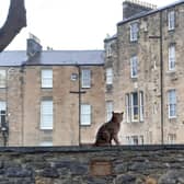 The proposed life-sized statue of Hugo the cat would be put up at a spot where he used to sit and survey his territory 