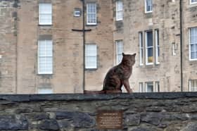 The proposed life-sized statue of Hugo the cat would be put up at a spot where he used to sit and survey his territory 