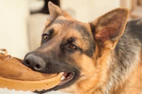 Some breeds of dog are more likely to bite than others.