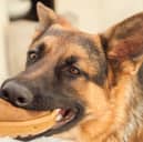 Some breeds of dog are more likely to bite than others.