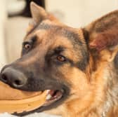 Some breeds of dog are more likely to bite than others.