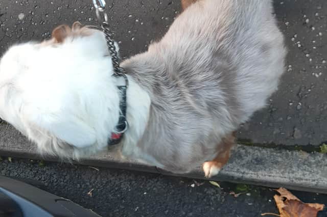 One of the dogs who survived