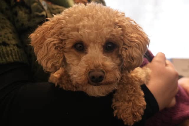 Peanut, who entertains guests in Caledonian Wool Company in Fort William