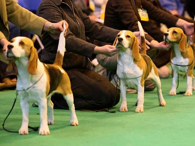 Judging at Crufts is a serious business.