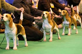 Judging at Crufts is a serious business.