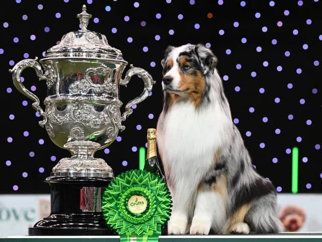 Last year's Crufts Best in Show winner Viking the Australian Shepherd.