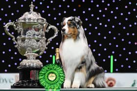 Last year's Crufts Best in Show winner Viking the Australian Shepherd.