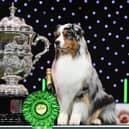 Last year's Crufts Best in Show winner Viking the Australian Shepherd.