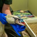 Injured swan Franky receiving treatment