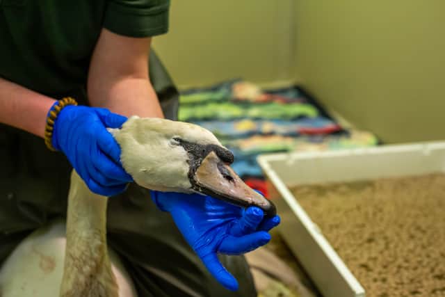 Injured swan Franky receiving treatment