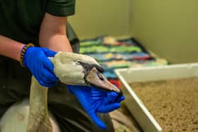 Injured swan Franky receiving treatment