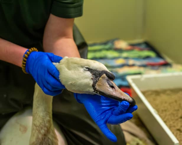 Injured swan Franky receiving treatment