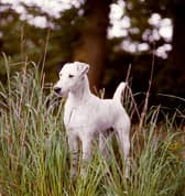 A number of other iconic British breeds have a worrying start to the year