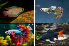 Four great fish for first time aquarium owners.