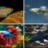 Four great fish for first time aquarium owners.