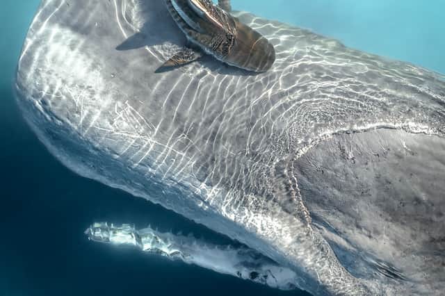 A sperm whale