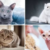 Four of the world's most popular breeds of cat.