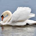 Beautiful Mute Swan