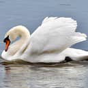 Beautiful Mute Swan