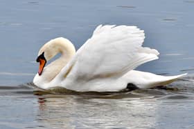 Beautiful Mute Swan