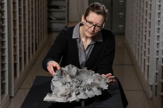 Dr Elsa Panciroli with the Elgol dinosaur fossil.  PIC: Neil Hanna.