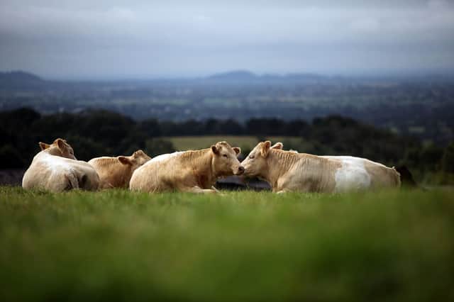 Cows fed on grass enjoy a natural life and don't consume food that could be eaten by humans (Picture: Christopher Furlong)
