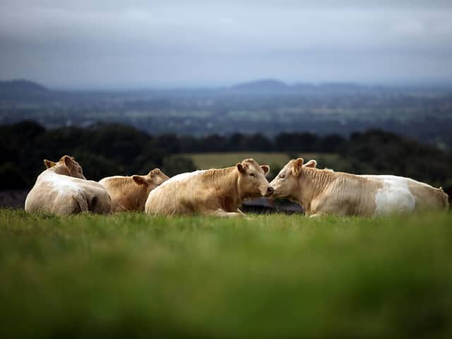 Cows fed on grass enjoy a natural life and don't consume food that could be eaten by humans (Picture: Christopher Furlong)