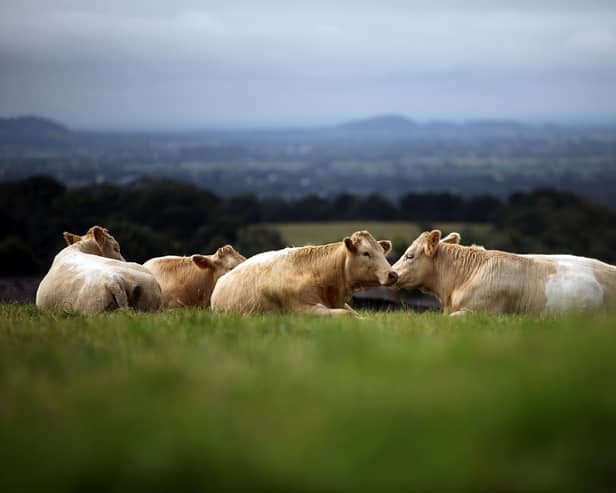 Cows fed on grass enjoy a natural life and don't consume food that could be eaten by humans (Picture: Christopher Furlong)