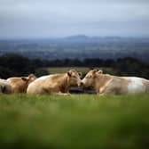 Cows fed on grass enjoy a natural life and don't consume food that could be eaten by humans (Picture: Christopher Furlong)