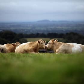 Cows fed on grass enjoy a natural life and don't consume food that could be eaten by humans (Picture: Christopher Furlong)