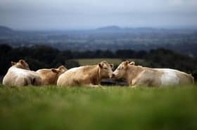 Cows fed on grass enjoy a natural life and don't consume food that could be eaten by humans (Picture: Christopher Furlong)