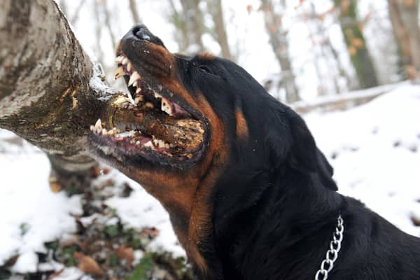 Some dogs have particularly powerful bites.