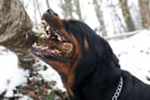 Some dogs have particularly powerful bites.