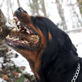 Some dogs have particularly powerful bites.
