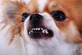 Snarling is one of the most common signs of aggression in dogs.