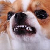 Snarling is one of the most common signs of aggression in dogs.