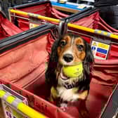 Viv, a 20-month-old Cocker Spaniel, has just completed training