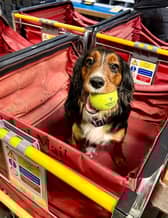 Viv, a 20-month-old Cocker Spaniel, has just completed training