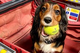 Viv, a 20-month-old Cocker Spaniel, has just completed training